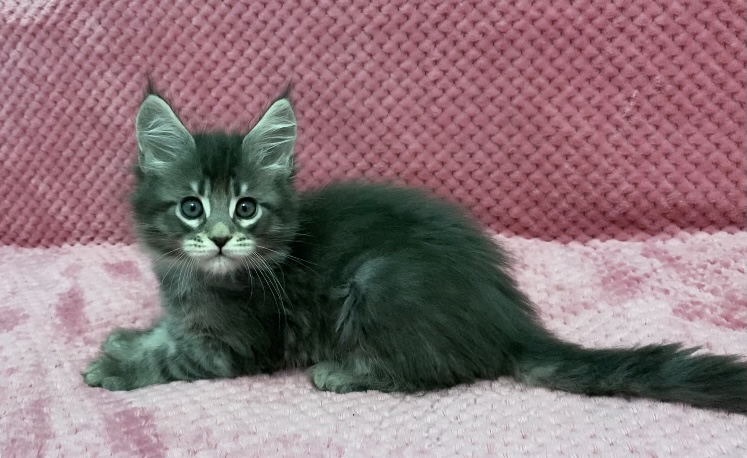 Starlet Pet Noel - Kitten maine-coon 1 month 3 weeks