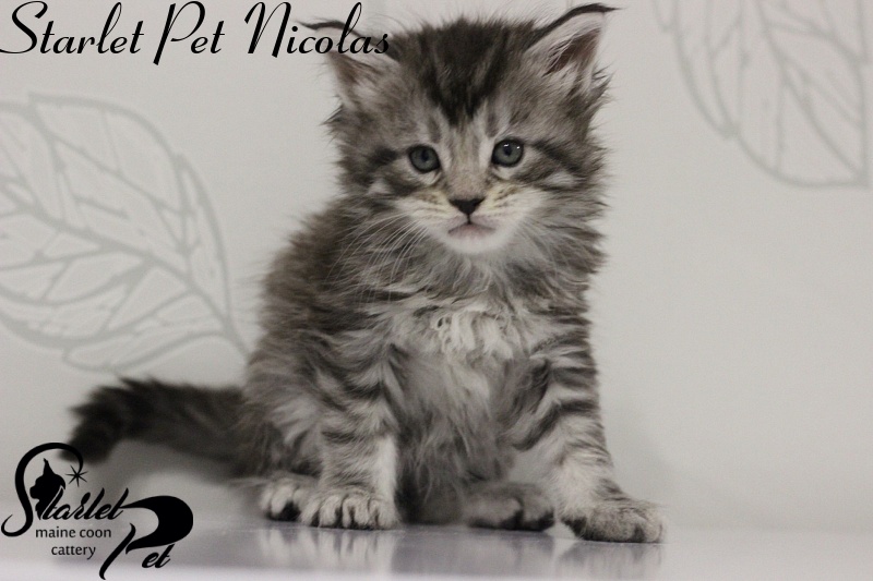 Starlet Pet Nicolas - maine-coon