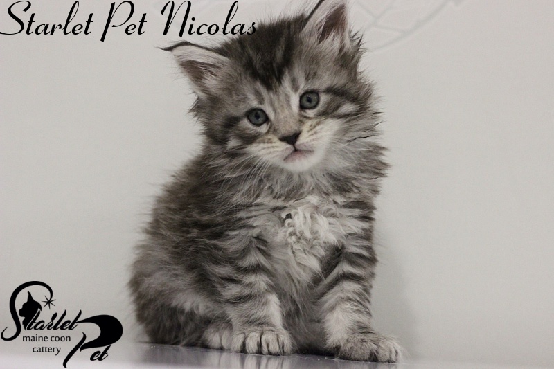 Starlet Pet Nicolas - maine-coon