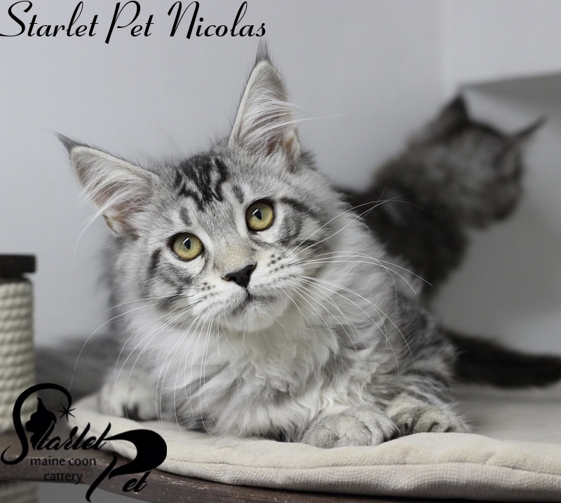 Starlet Pet Nicolas - maine-coon