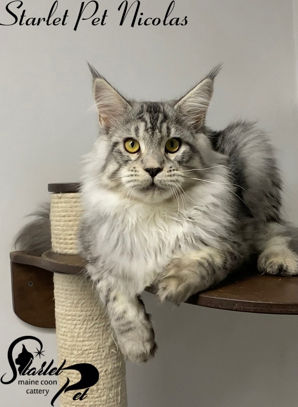 Starlet Pet Nicolas - maine-coon