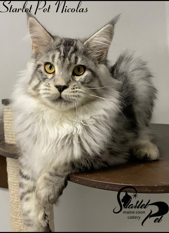 Starlet Pet Nicolas - maine-coon