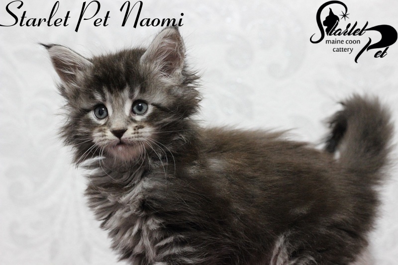 Starlet Pet Naomi - maine-coon