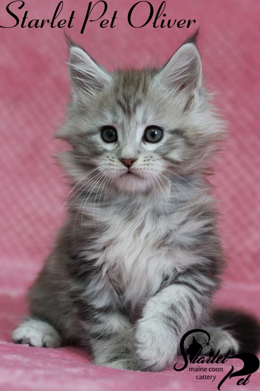 Starlet Pet Oliver - maine-coon