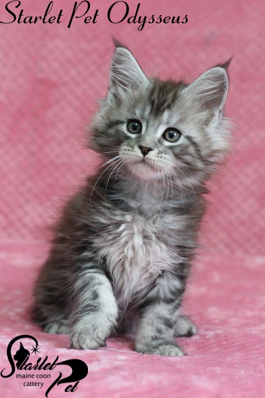 Starlet Pet Odysseus - maine-coon