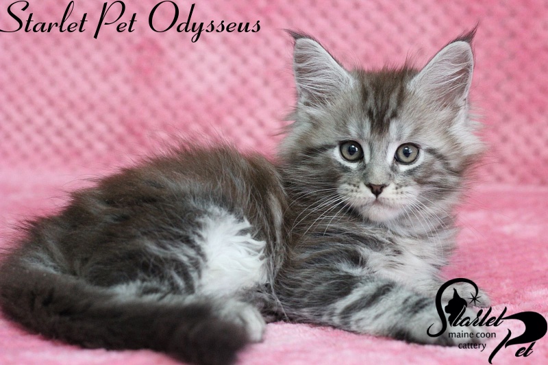 Starlet Pet Odysseus - maine-coon