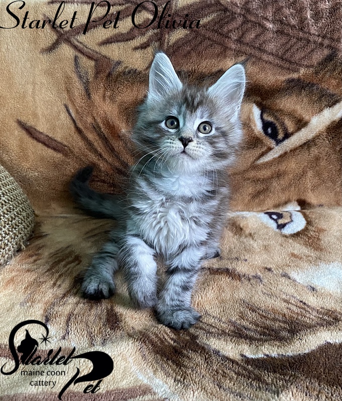 Starlet Pet Olivia - maine-coon