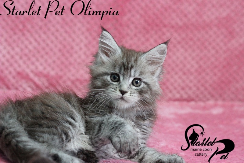 Starlet Pet Olimpia - maine-coon