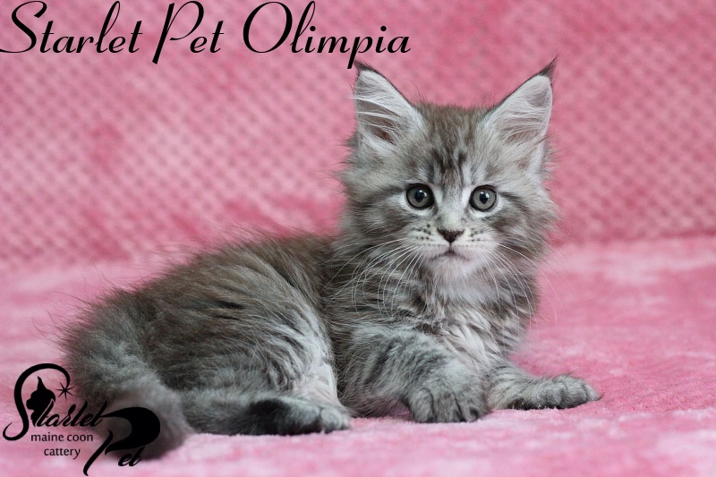 Starlet Pet Olimpia - maine-coon
