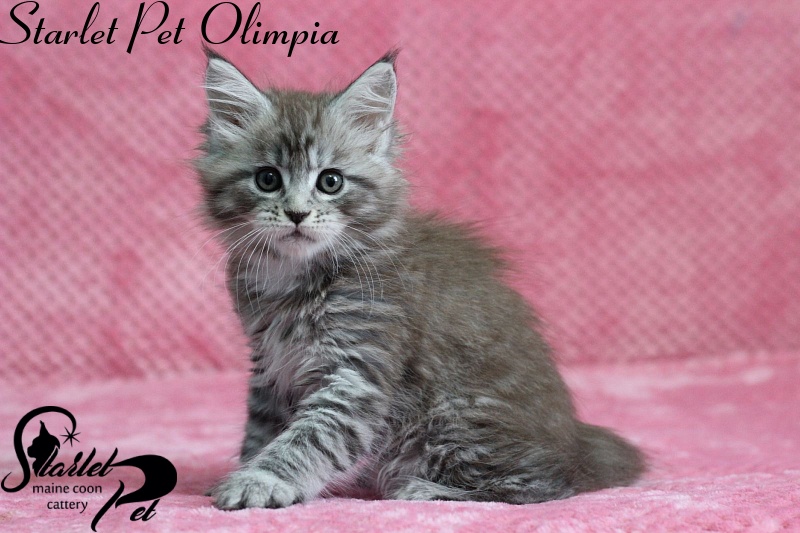 Starlet Pet Olimpia - maine-coon