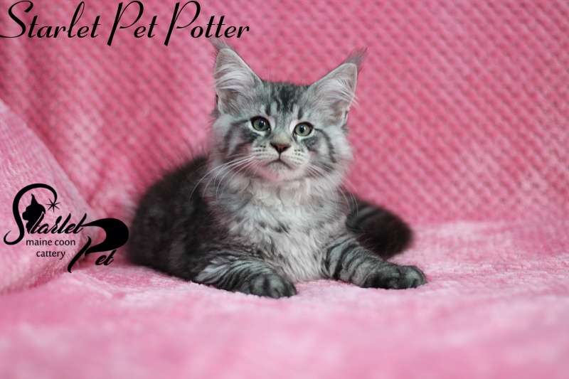 Starlet Pet Potter - мейн-кун
