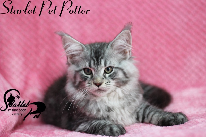 Starlet Pet Potter - мейн-кун