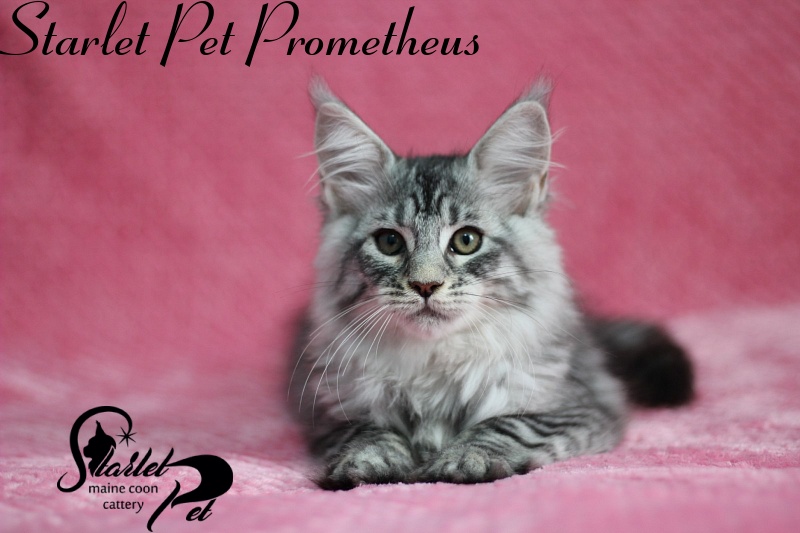 Starlet Pet Prometheus - maine-coon