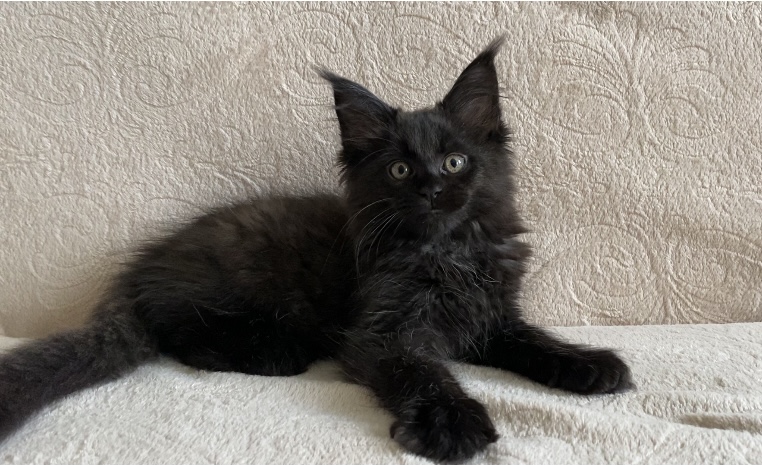 Starlet Pet Perseus - Kitten maine-coon 2 months 2 weeks
