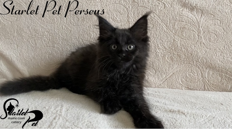 Starlet Pet Perseus - Kitten maine-coon 2 months 2 weeks