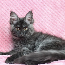 Starlet Pet Persephone