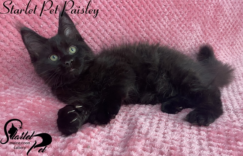 Starlet Pet Paisley - maine-coon