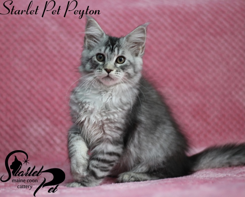 Starlet Pet Peyton - maine-coon