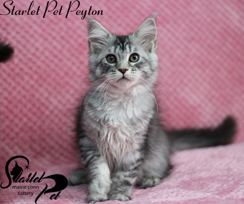 Starlet Pet Peyton - maine-coon