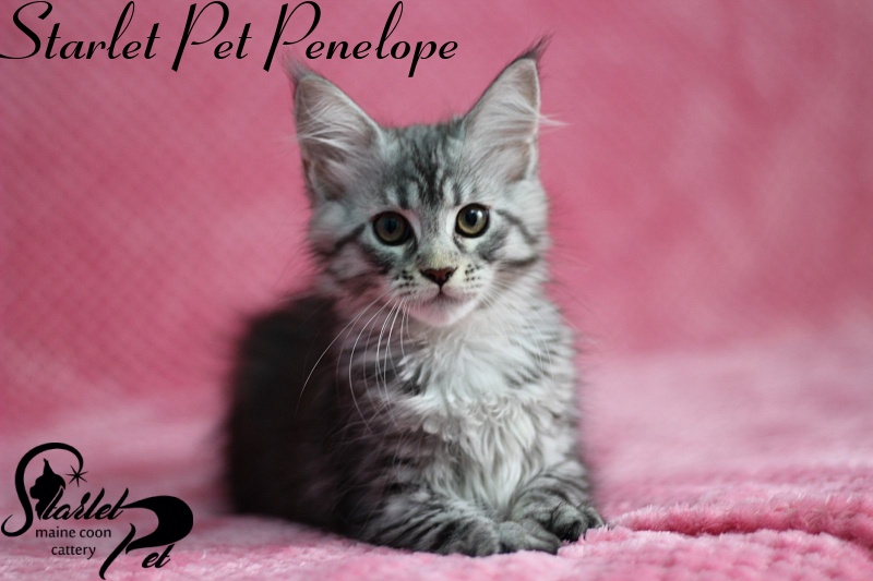 Starlet Pet Penelope - maine-coon