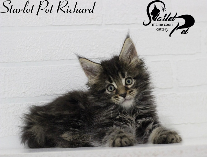 Starlet Pet Richard - maine-coon
