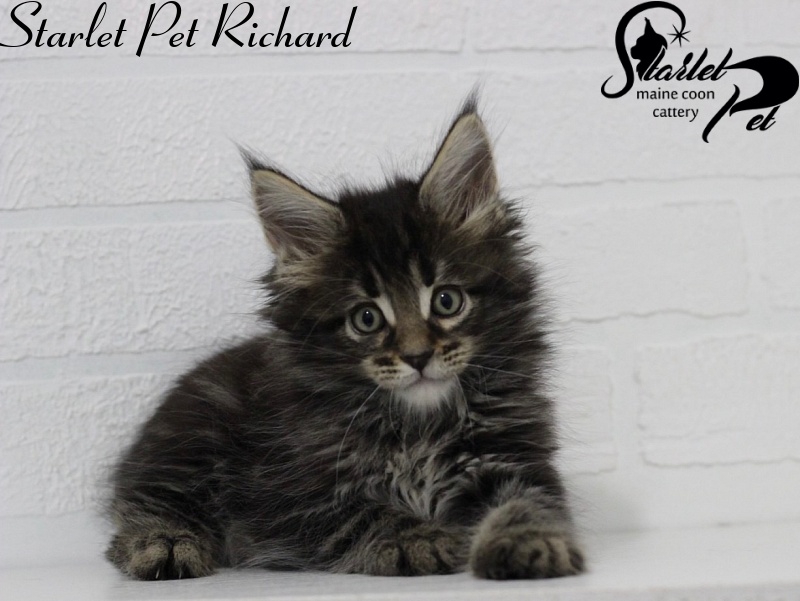 Starlet Pet Richard - maine-coon