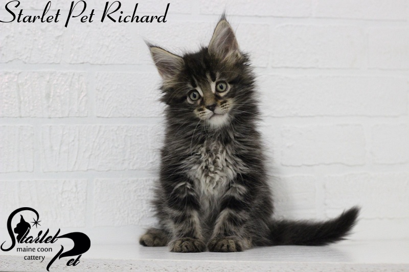 Starlet Pet Richard - maine-coon