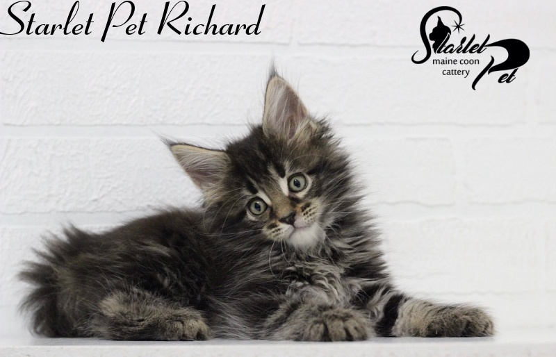 Starlet Pet Richard - maine-coon