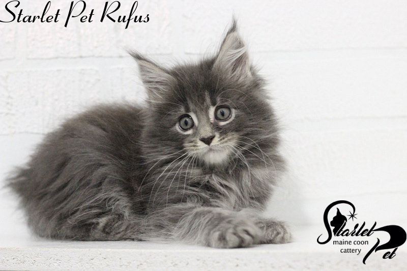 Starlet Pet Rufus - maine-coon