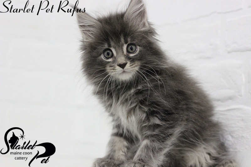 Starlet Pet Rufus - maine-coon