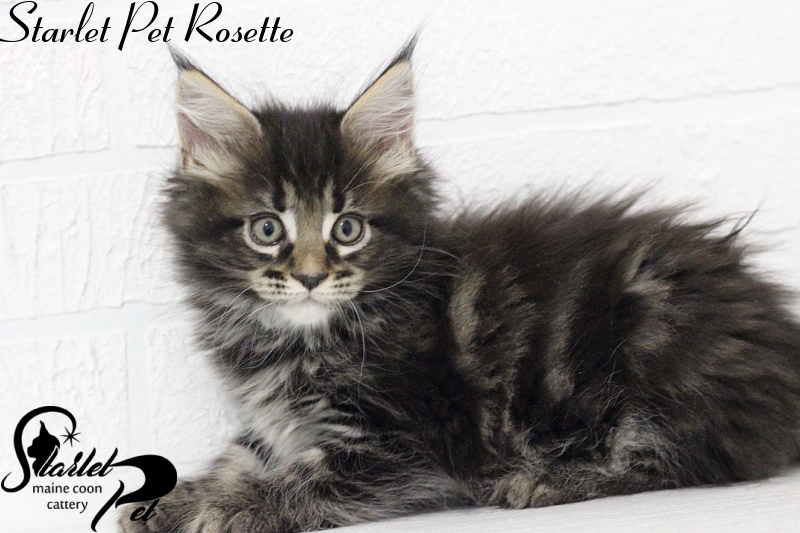 Starlet Pet Rosette - maine-coon