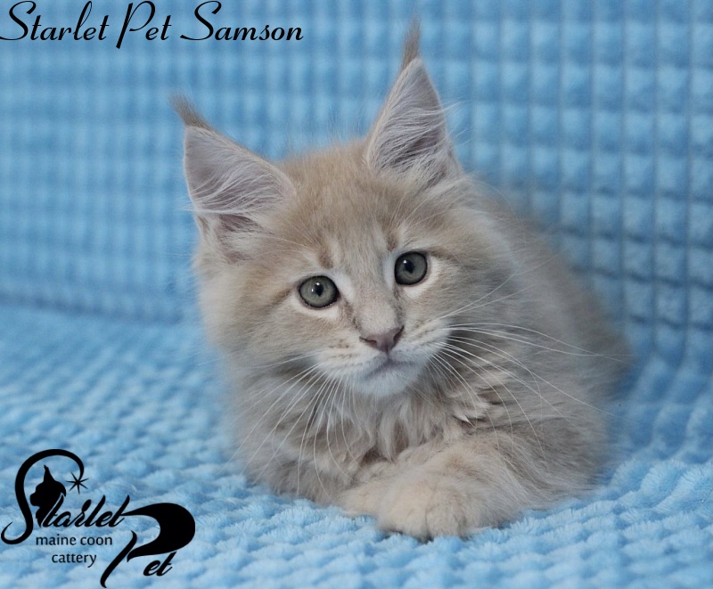 Starlet Pet Samson - maine-coon