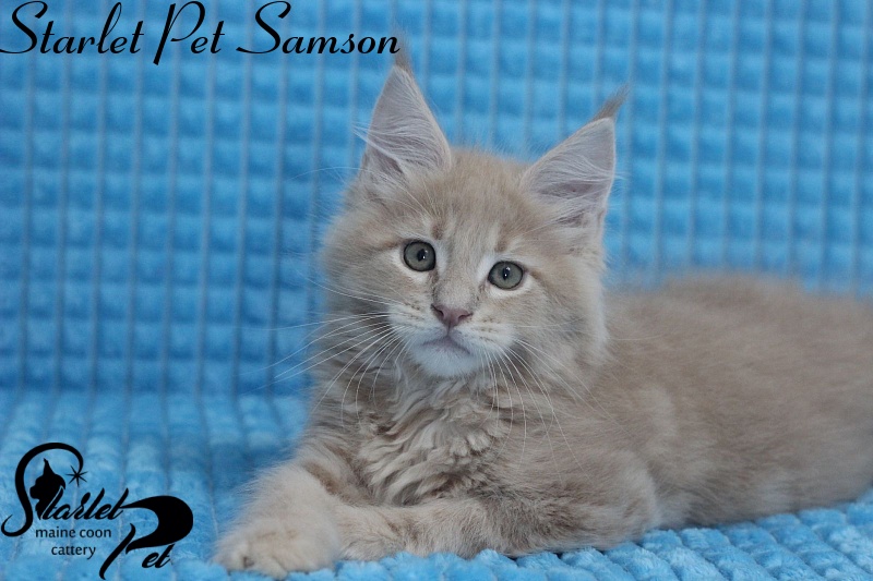 Starlet Pet Samson - maine-coon