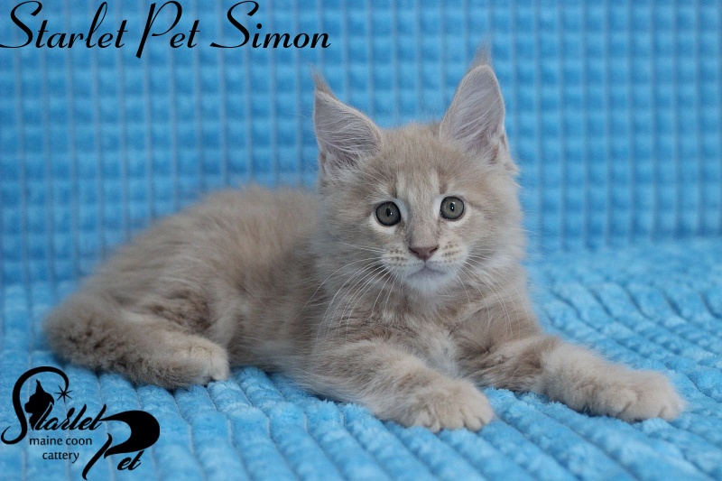 Starlet Pet Simon - maine-coon