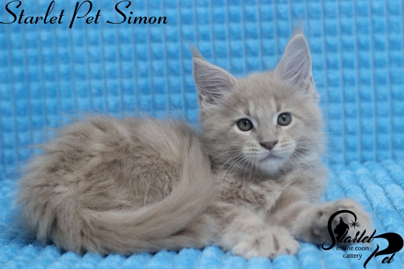Starlet Pet Simon - maine-coon