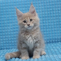 Starlet Pet Snickers