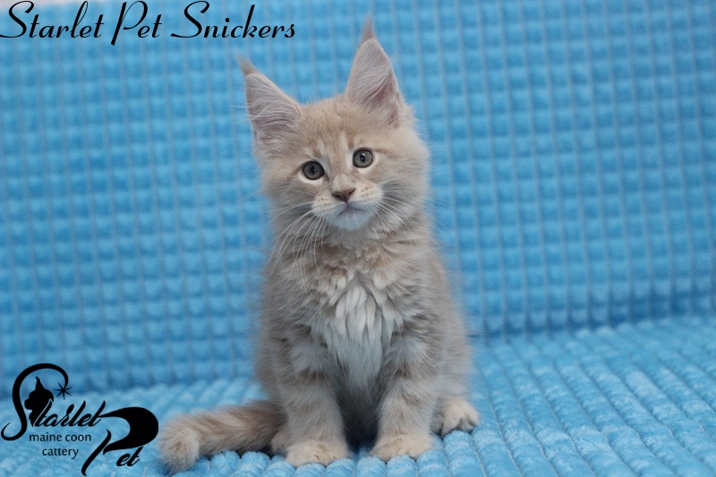 Starlet Pet Snickers - maine-coon