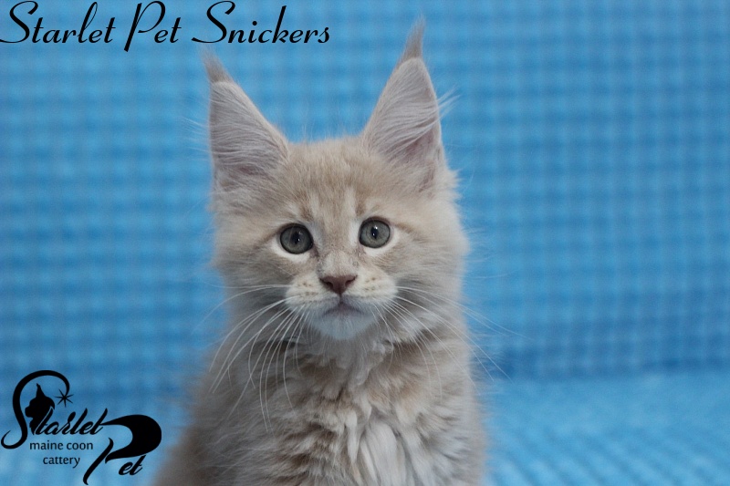 Starlet Pet Snickers - maine-coon