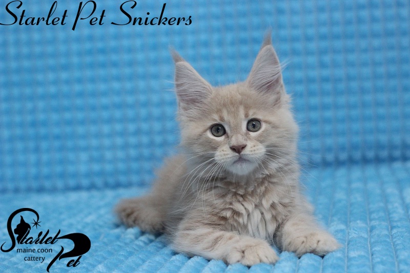 Starlet Pet Snickers - maine-coon
