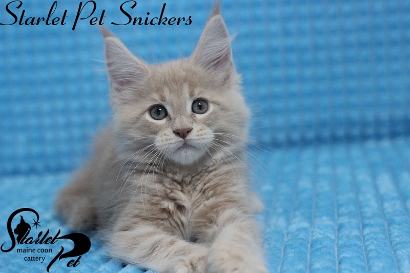 Starlet Pet Snickers - maine-coon
