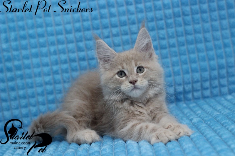 Starlet Pet Snickers - maine-coon