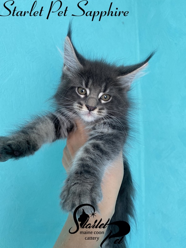 Starlet Pet Sapphire - мейн-кун