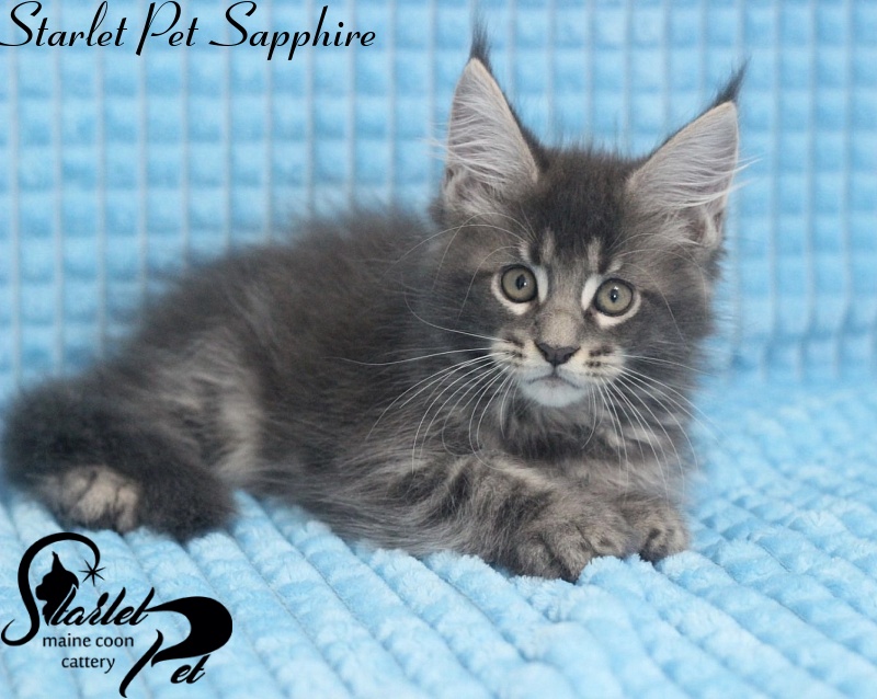 Starlet Pet Sapphire - мейн-кун