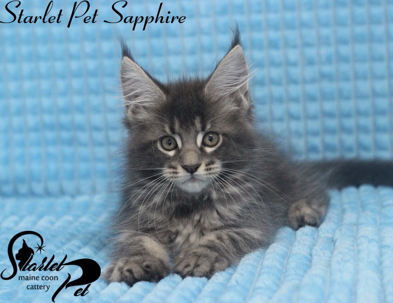 Starlet Pet Sapphire - мейн-кун
