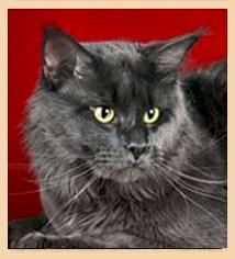 Langstteich's S'Shocking Blue