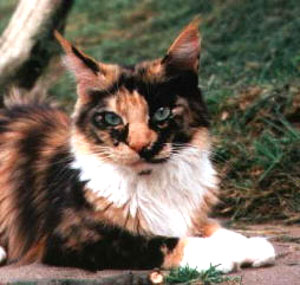 Willowplace Timbatou of Belushies - мейн-кун