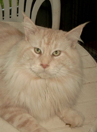 Belushies Utha - мейн-кун