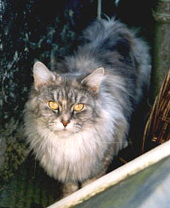 Mega Idaho P - maine-coon