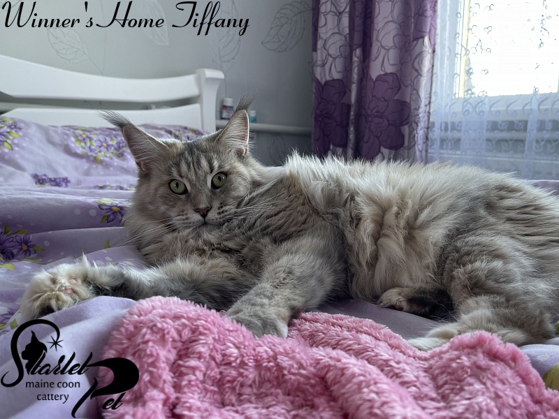 Winner's Home Tiffany - maine-coon