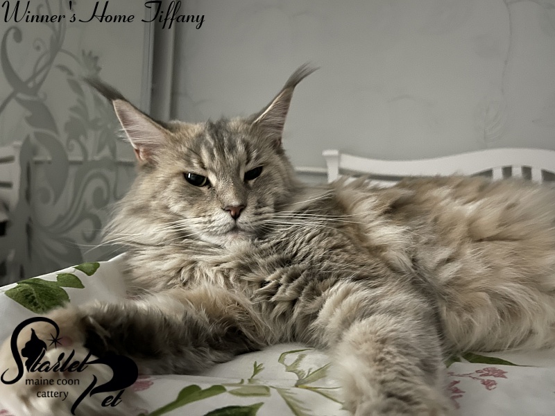 Winner's Home Tiffany - maine-coon